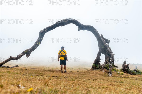 Fanal forest with fog in Madeira