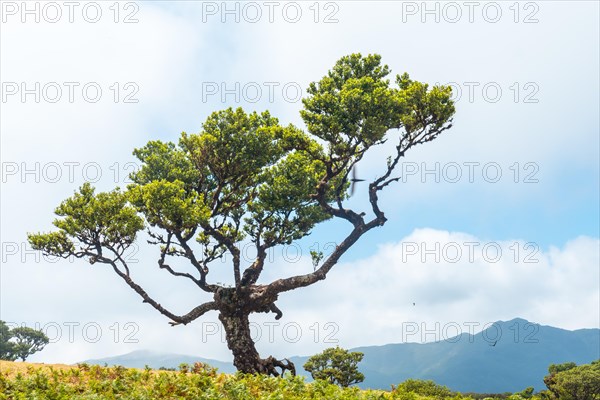 Fanal forest in Madeira