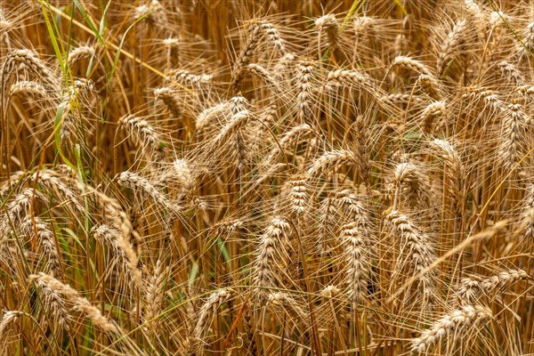 Detail of straw grains next to the straw barn in French Brittany in the summer of July