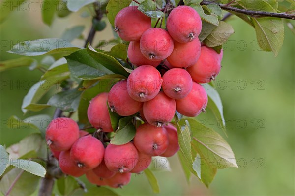 Ornamental apple tree