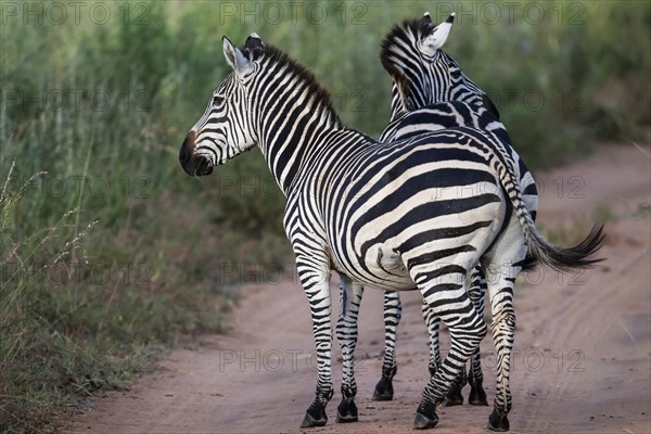 Plains zebra