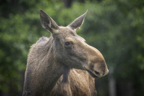 Cow elk