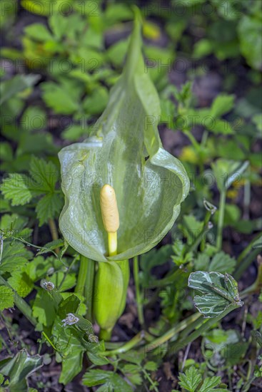 Arum lily