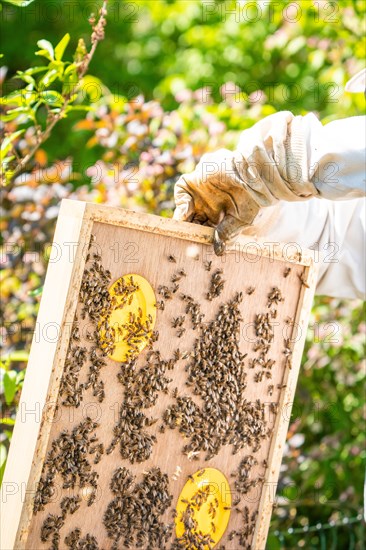 Bee boxes at the beekeeper