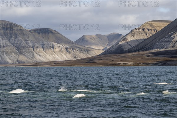 Group of belugas