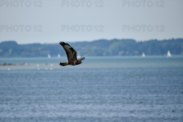 A buzzard