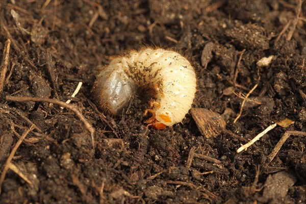 European june beetle