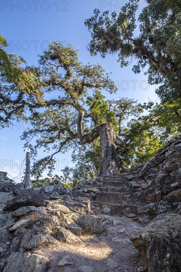 A beautiful tree of Copan Ruinas. Honduras