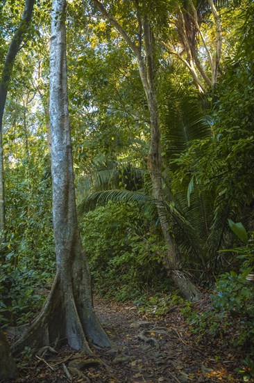 Walking through the jungle in Punta de Sal in the Caribbean Sea