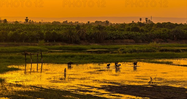 A farmer with the cows and buffaloes at sunset on the river