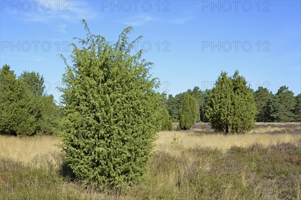 Heathland