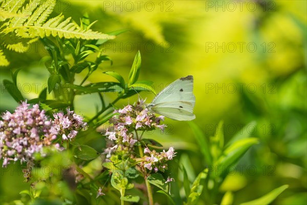 Small cabbage white