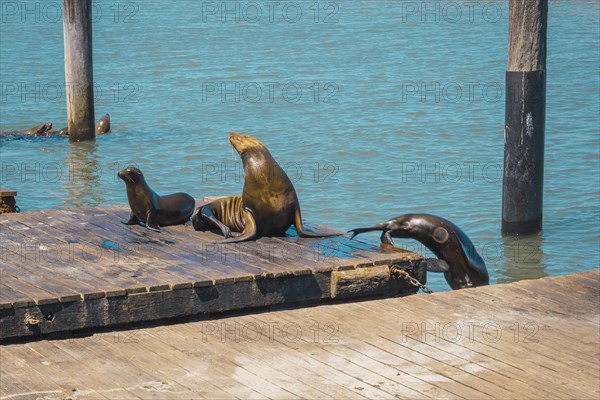 A freshly dried seal at Pier 39