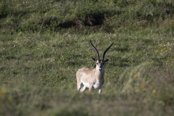 Grant's gazelle