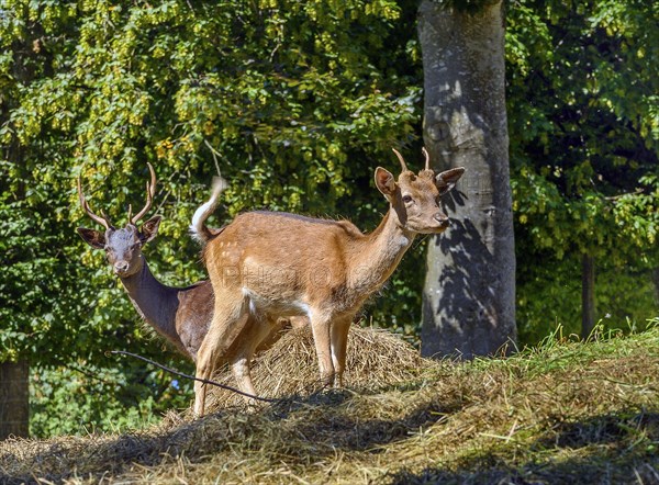 Fallow deer enclosure