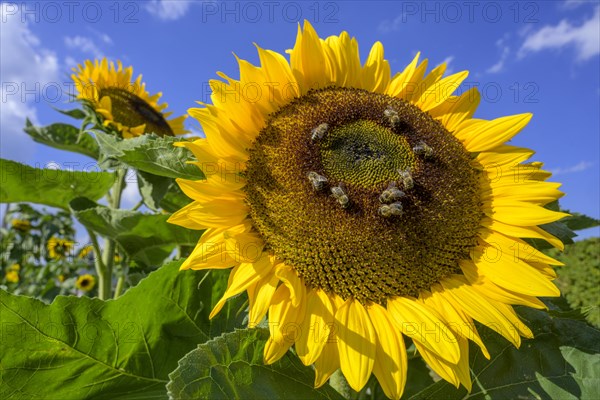 Sunflower with bees in the garden of the former spa
