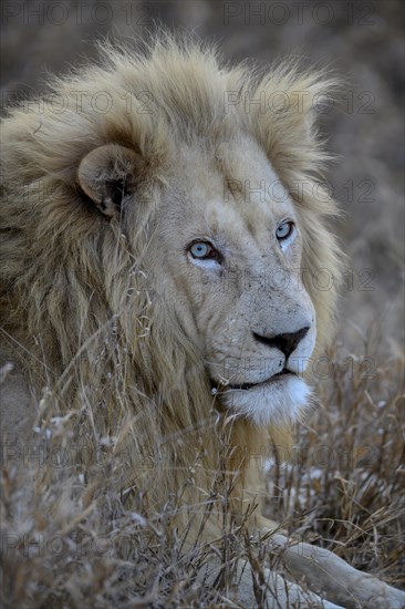 Portrait of a white lion