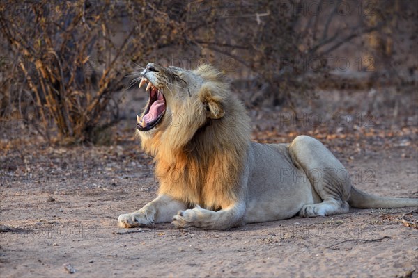 Yawning lion