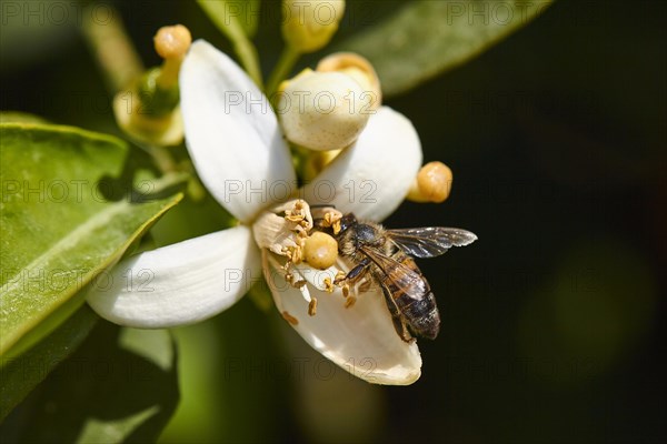 Bee on orange blossom
