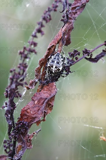 European garden spider