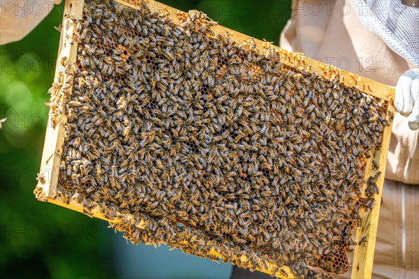 Bee boxes at the beekeeper