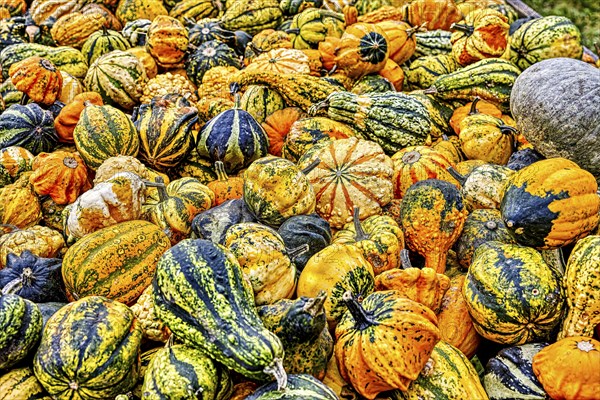 Colourful ornamental pumpkins in autumn