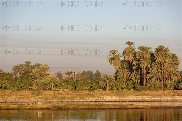 Landscape with palm trees on the Nile