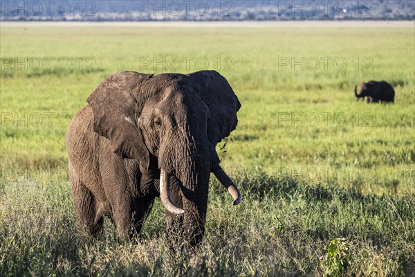 African elephant