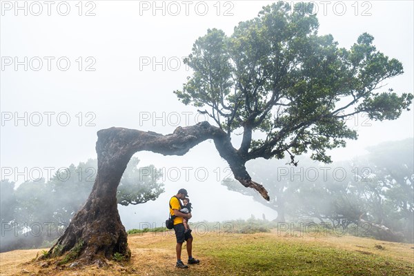 Fanal forest with fog in Madeira