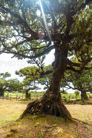 Fanal forest in Madeira