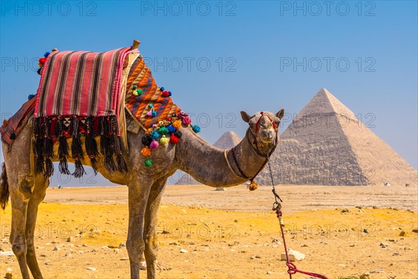 A beautiful camel in the Pyramids of Giza