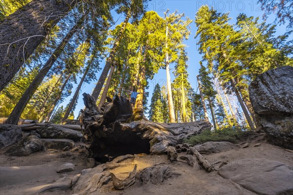 A young man walking on top of a dead tree in Sequoia National Park