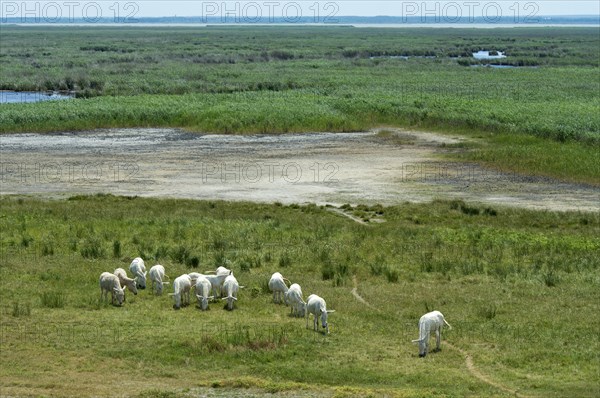 Herd of Austro-Hungarian White Baroque Asses