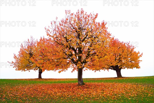Three autumn-coloured cherry trees