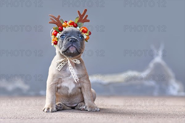 Cute fawn French Bulldog dog puppy wearing a seasonal Christmas reindeer antler headband sitting in front of gray wall