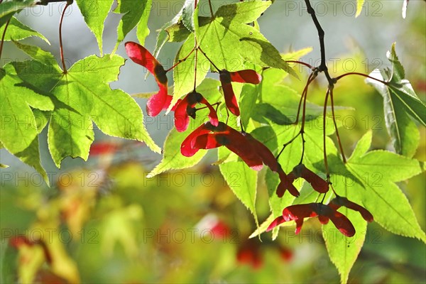 Fan maple in autumn