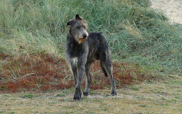 Irish Wolfhound