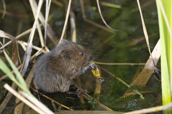 Water vole