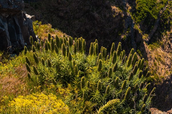 Plants on top of the Ninho da