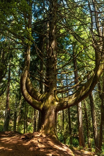 Beautiful tree on the path at the beginning of Levada do Caldeirao Verde