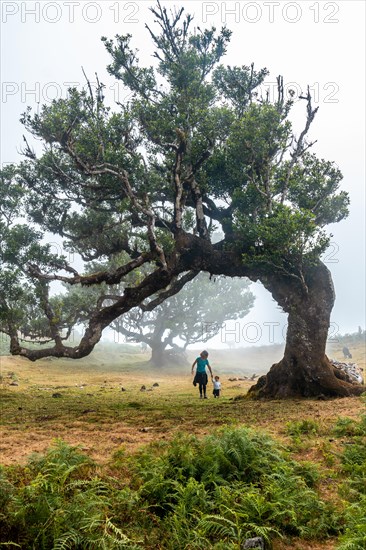 Fanal forest with fog in Madeira