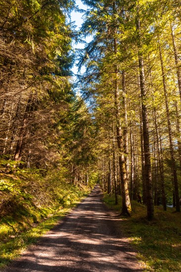 Irati forest or jungle in autumn