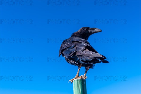 A crow on a road sign atop the Caldera de Taburiente near Roque de los Muchachos one summer afternoon