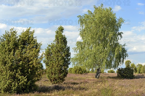 Heathland