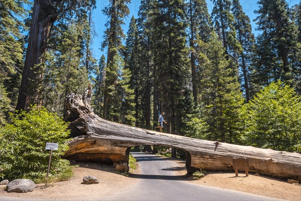 A man in Sequoia National Park