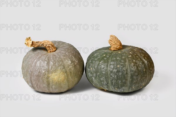 Green Japanese Kabocha squash and blue Kuri squash next to each other