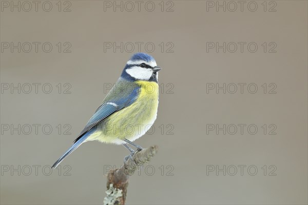 Blue tit
