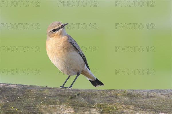 Northern wheatear