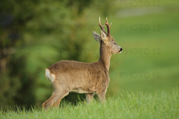 Roe deer