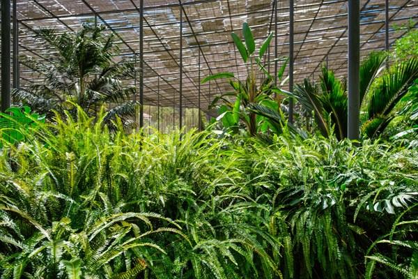 Interior view of the cold house Estufa Fria is a greenhouse with gardens